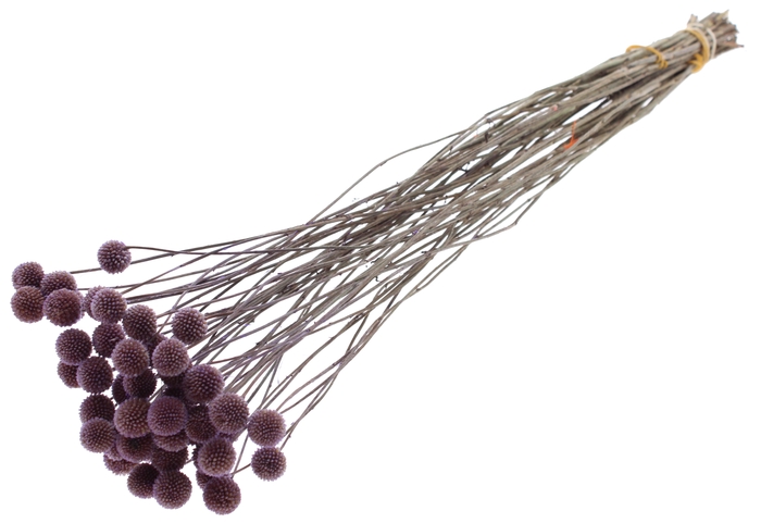 <h4>Craspedia Dried Milka</h4>