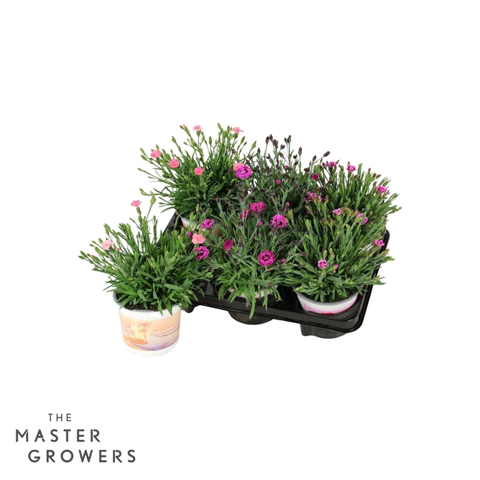 <h4>Dianthus Diantica Gemengd P12</h4>