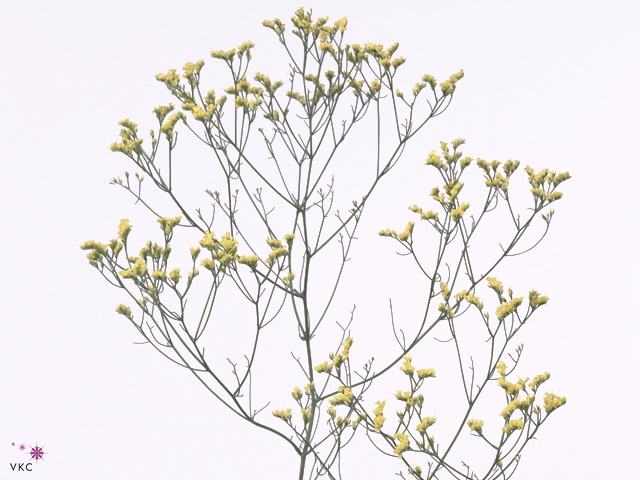 Limonium Joy Yellow