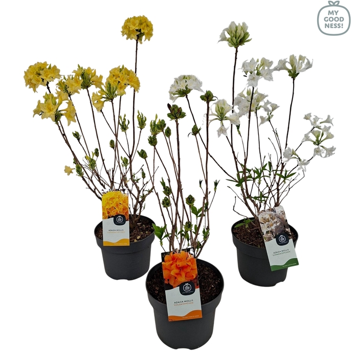 <h4>Azalea mollis Mix P23</h4>