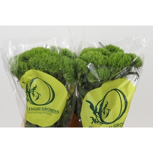 Dianthus Br Kiwi Mellow