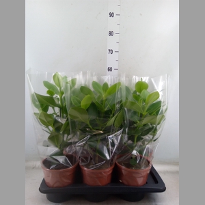 Clusia rosea 'Princess'
