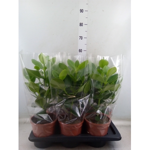 Clusia rosea 'Princess'