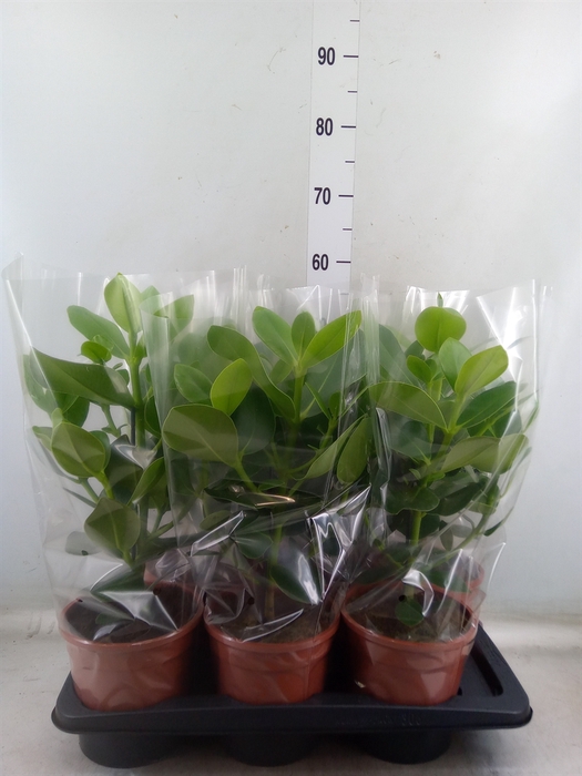 <h4>Clusia rosea 'Princess'</h4>