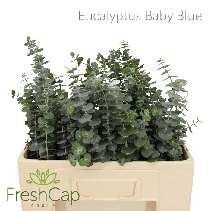<h4>Eucalyptus Baby Blue</h4>