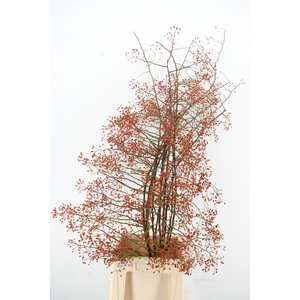 ROSA BRIGHT BEAUTY 130CM
