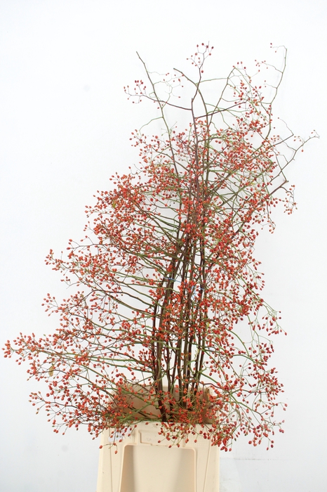 <h4>ROSA BRIGHT BEAUTY 130CM</h4>