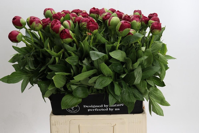 <h4>Paeonia Diana Parks</h4>