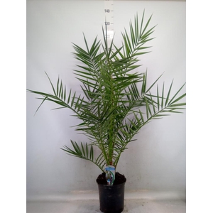 Phoenix canariensis