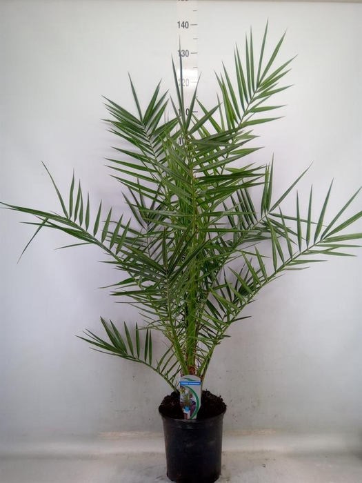 <h4>Phoenix canariensis</h4>