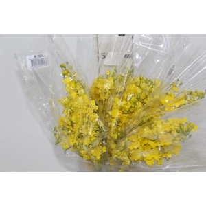 ONCIDIUM TRILABELO 040 CM