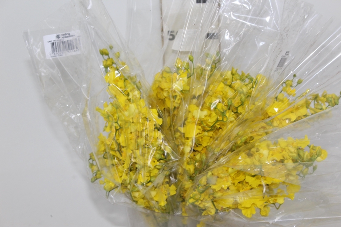 <h4>ONCIDIUM TRILABELO 040 CM</h4>