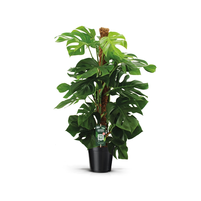<h4>Monstera Pertusum 120mos</h4>