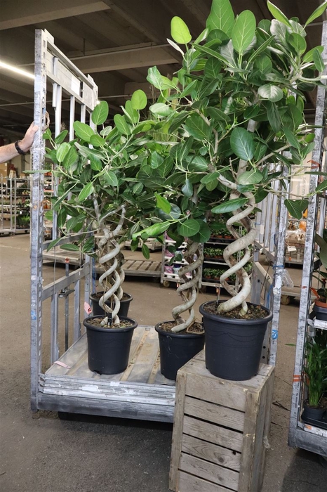 <h4>arr8 Ficus Beng Audrey</h4>