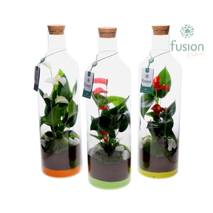 Green Bottle Fles Medium met Anthurium