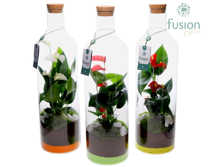 <h4>Green Bottle Fles Medium met Anthurium</h4>