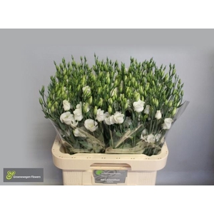 EUS E PICCO WHITE