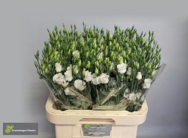 <h4>EUS E PICCO WHITE</h4>