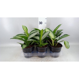 Aglaonema KB 'Silver Blue'