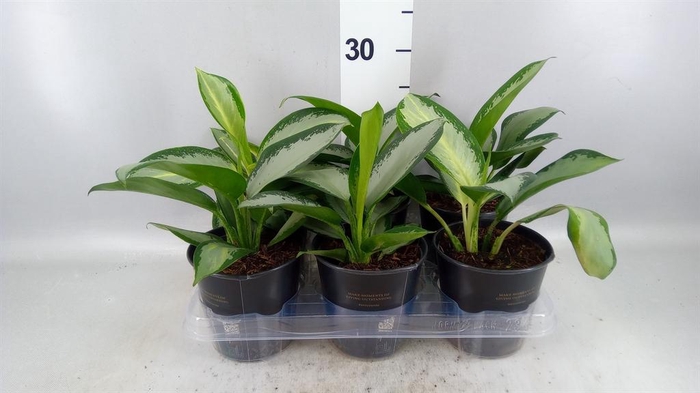 <h4>Aglaonema KB 'Silver Blue'</h4>