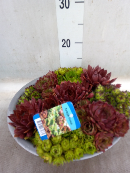 <h4>Sempervivum   ...</h4>