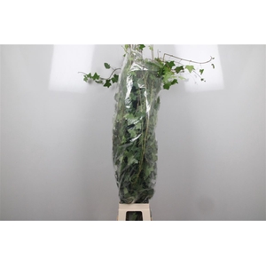 Hedera Green Per Tak
