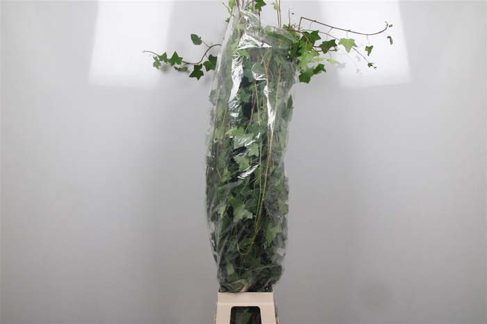 <h4>Hedera Green Per Tak</h4>