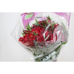 ALSTROEMERIA MARIAN 080 CM VERMELHO