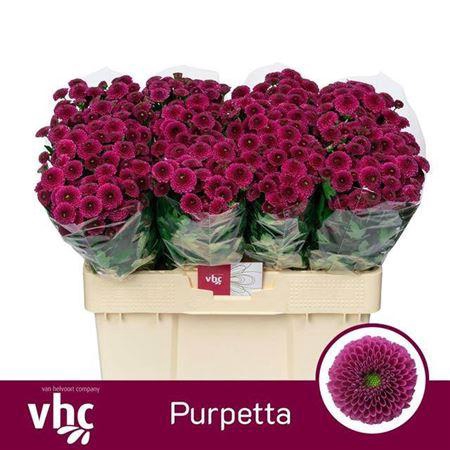 <h4>Chr San Purpetta</h4>