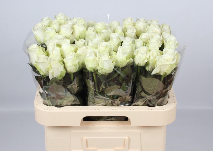 <h4>R GR COUNTDOWN!</h4>