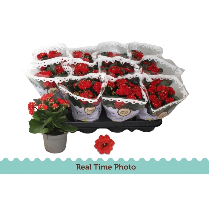 <h4>KAL GE RUBIO RED</h4>