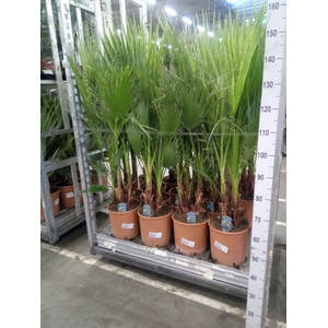 Washingtonia filifera