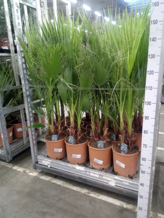 <h4>Washingtonia filifera</h4>