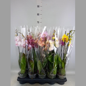 Phalaenopsis   ...mix