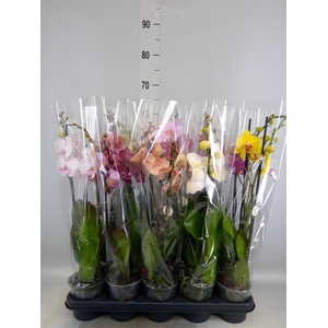 Phalaenopsis   ...mix