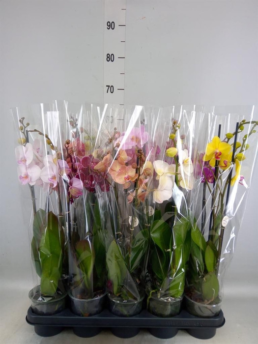 <h4>Phalaenopsis   ...mix</h4>