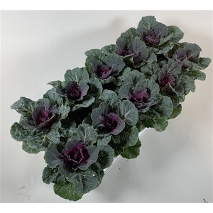 Brassica glad rood