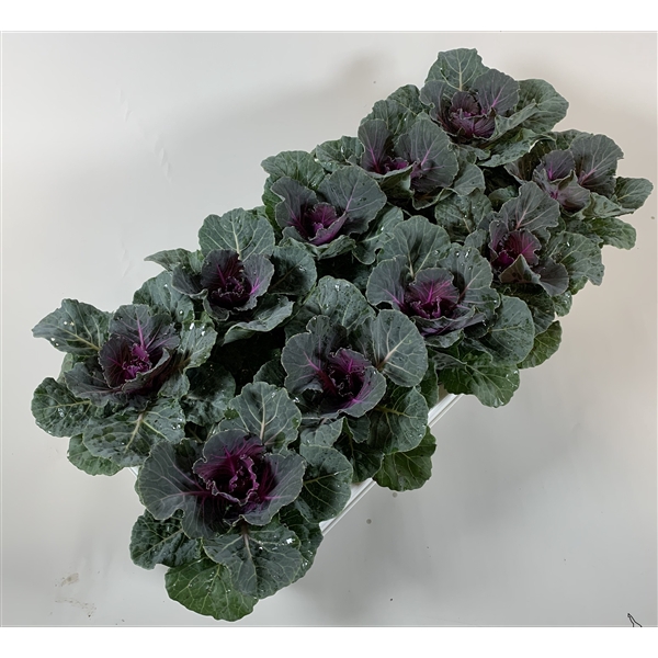 <h4>Brassica glad rood</h4>