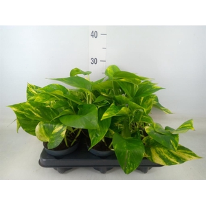 Epipremnum pinn. 'NJoy Gold'