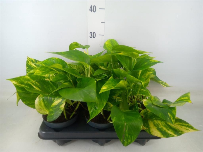 <h4>Epipremnum pinn. 'NJoy Gold'</h4>