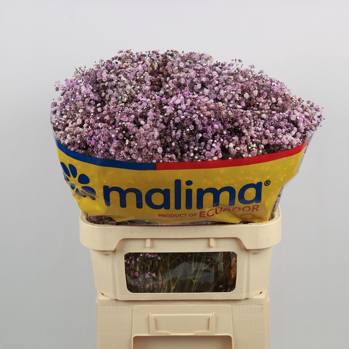 <h4>GYPS KLB H%</h4>