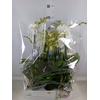 Phalaenopsis multi.   ...white