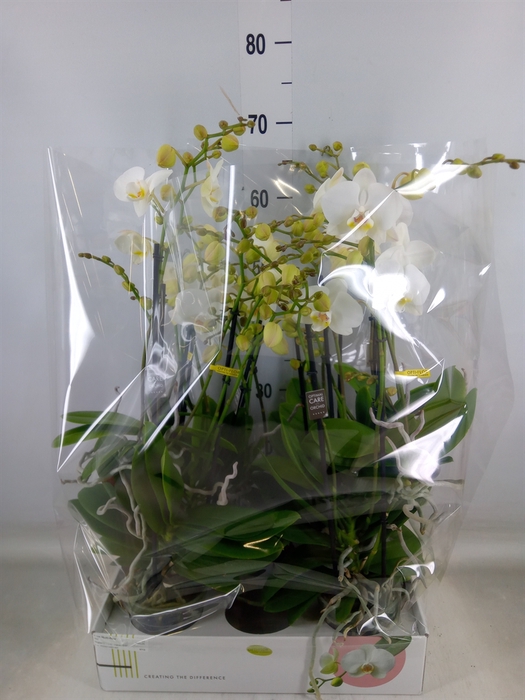 Phalaenopsis multi.   ...white