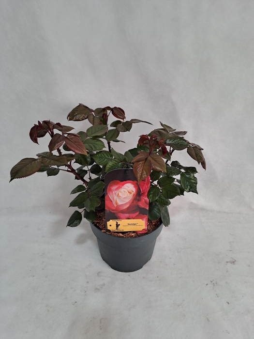<h4>Roos struik grootbloemig P19 Nostalgie</h4>