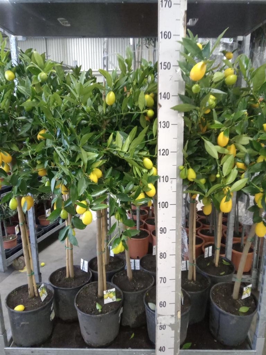 <h4>Citrus   ...</h4>