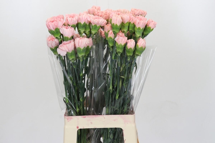 <h4>Dianthus St Sarah Pink</h4>