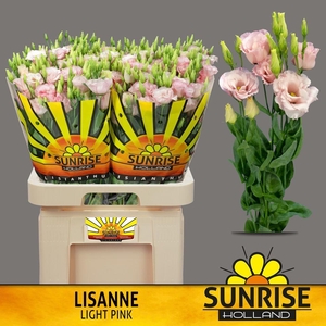Lisianthus do lisanne light pink