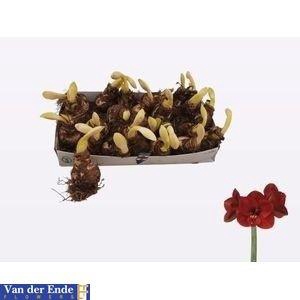 <h4>BLOEMBOL HIPPEASTRUM</h4>