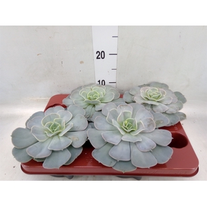 Echeveria  'Pollux'