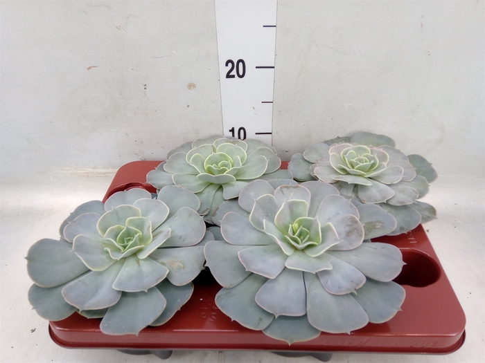 <h4>Echeveria  'Pollux'</h4>